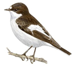 Papamoscasa cerrojillo